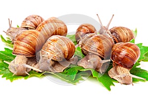 Snails crawling on the grape leafs white background