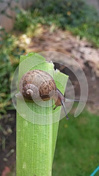 Snails day out photo