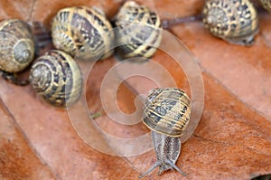 Snails on a dead leaf close-up