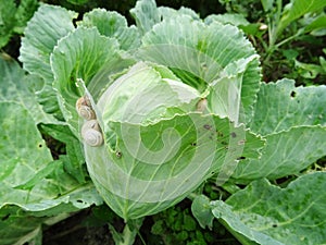 Snails destroy the cabbage crop in the field, plant pests