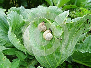 Snails destroy the cabbage crop in the field, plant pests