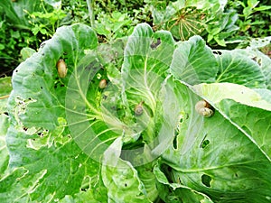 Snails destroy the cabbage crop in the field, plant pests