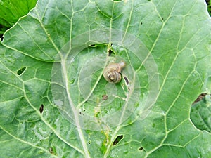 Snails destroy the cabbage crop in the field, plant pests