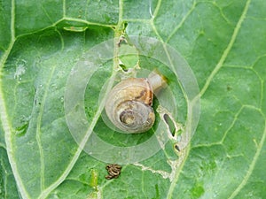 Snails destroy the cabbage crop in the field, plant pests