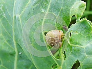 Snails destroy the cabbage crop in the field, plant pests