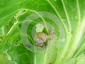 Snails destroy the cabbage crop in the field, plant pests