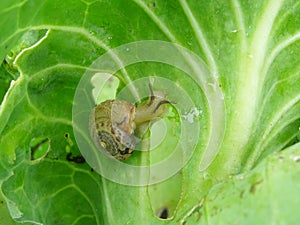 Snails destroy the cabbage crop in the field, plant pests