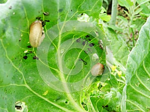 Snails destroy the cabbage crop in the field, plant pests