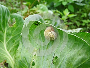 Snails destroy the cabbage crop in the field, plant pests