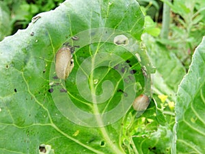 Snails destroy the cabbage crop in the field, plant pests