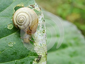 Snails destroy the cabbage crop in the field, plant pests