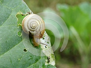 Snails destroy the cabbage crop in the field, plant pests