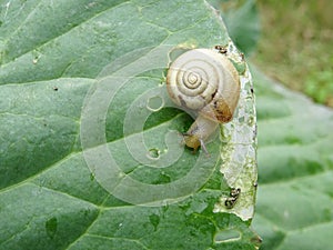 Snails destroy the cabbage crop in the field, plant pests