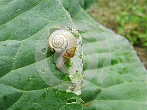 Snails destroy the cabbage crop in the field, plant pests