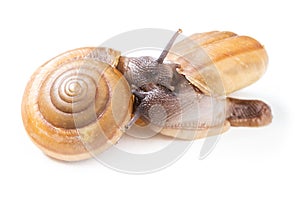 Snails doing the process of reproduction on white background