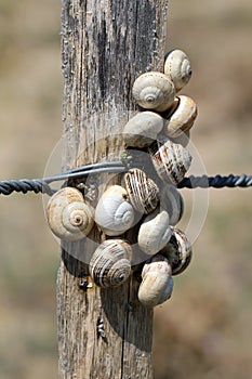 Snails dunes on a fence