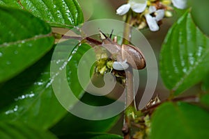 Snails enter the flowers and taste the fresh and tender taste!