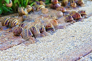 Snails on farm - feeding time for snails.