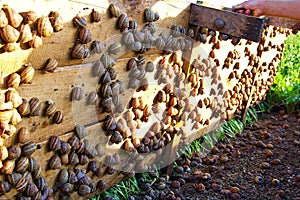 Snails on farm under wooden plate