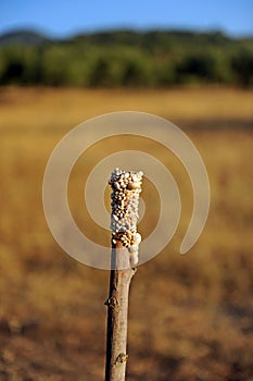 Snails in the field, Cadiz province, Spain