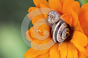 Snails in a flower