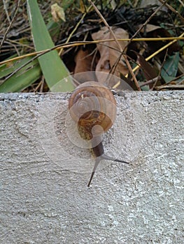 Snails garden.