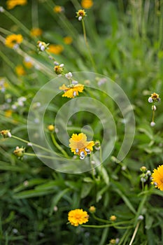 Snails in a garden. Damage made of snails and slugs