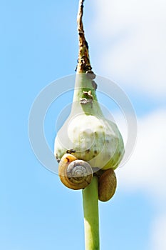 Snails on garlic bulbil photo