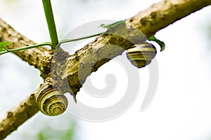 Snails gliding on the wet wooden texture. Macro