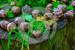 Snails on the green leaf, snails on the grass