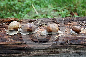 Snails