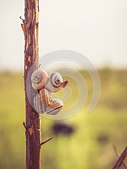 Snails grouping close to the beach on a branch