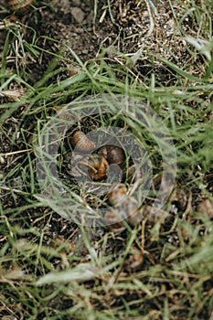 Snails grow on a snail farm outdoors on the ground and grass. Snail farming. Growing snails on a farm. Edible snails on sunny day.