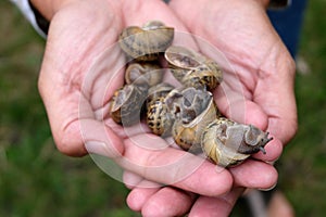 Snails in hand close up