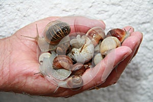 Snails in a hand, picked up in the garden, not eating them on a white background