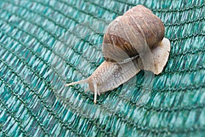 Snails (Helix pomatia)