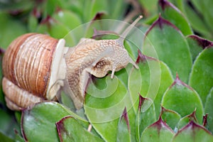 The snails (Helix pomatia)