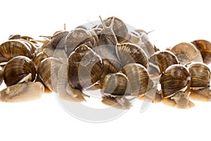 Snails Helix pomatia