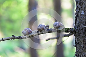 Snails Helix pomatia in forest