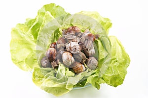 Snails Helix pomatia on a glass plate with lettuce