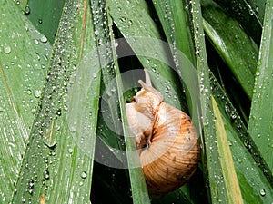 Snails (Helix pomatia) rain
