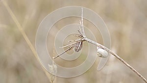 Snails in hibernation on a dry branch of a plant in summer