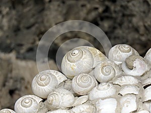 Snails house and spirals - original color photo