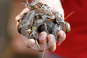 Snails photo