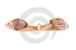 Snails  isolated over the white background