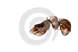 Snails isolated on white background, Helix pomatia, top view