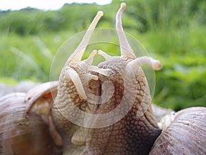 Snails kiss