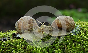 Snails kiss