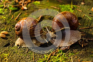 Snails kiss on a stump in Sunny weather