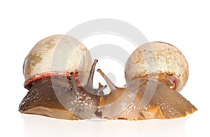 Snails kissing on a white background